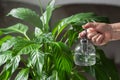 Old woman hand holds water spray bottle and spraying spathiphyllum houseplant. Take care and moisturizes geen leaves. Royalty Free Stock Photo