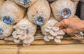 old woman hand picking Pleurotus sajor-caju mushroom in farm