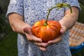 Old woman hands in close up show a big original biological natural tomato - healthy lifestyle for people - seasonal vegetarian