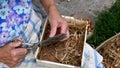 Old woman hands cut dried onion in farmhouse