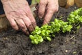 An old woman with her hands plants basil sprouts in a bed. Ecologically clean plants Royalty Free Stock Photo