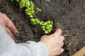 An old woman with her hands plants basil sprouts in a bed. Environmentally friendly product. Royalty Free Stock Photo