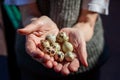 old woman holding quail eggs in palms Royalty Free Stock Photo