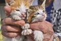 Old woman holds her kittens