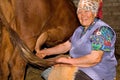 Old woman milk a cow