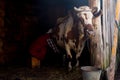 Old woman is milking a cow in a wooden house Royalty Free Stock Photo