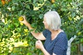 Old woman picking apples garden