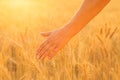 Old woman`s hand over wheat ears Royalty Free Stock Photo