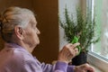 An old woman scissors cuts a rosemary home plant, which is standing in a pot on the window