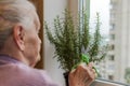 An old woman scissors cuts a rosemary home plant, which is standing in a pot on the window