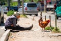 Old woman sits on the side of the road at the town market and sells rooster