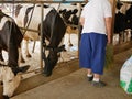 Old woman sweeping the floor to make sure the pellet food stay in place while feeding dairy cows at a farm Royalty Free Stock Photo