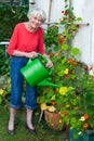 Old Woman Watering Flower Plants at the Garden. Royalty Free Stock Photo