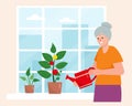 Old woman watering house indoors plants. Hobby gardening and growing houseplant