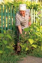 Old woman working Royalty Free Stock Photo