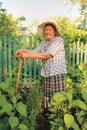 Old woman working in the garden Royalty Free Stock Photo