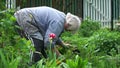 Old woman working in the garden