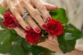 Old womans hand on red rose. Royalty Free Stock Photo