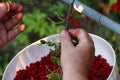A old women collecting red currants from stems to plastic bowl on juicy