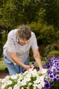 Old women gardening