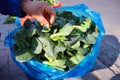 Old women hand show fresh spinach Royalty Free Stock Photo