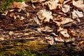 Old wood background. Gorizontal natural wooden texture