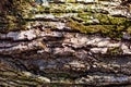 Old wood background. Gorizontal natural wooden texture
