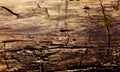 Old wood background. Gorizontal natural wooden texture