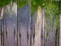 Old wood background with green moss Royalty Free Stock Photo