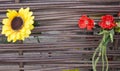 Old wood background, green background with sunflower and poppy Royalty Free Stock Photo