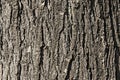 Old Wood background Royalty Free Stock Photo