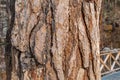Old wood bark texture Royalty Free Stock Photo
