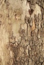 Old wood bark texture background with cracks for design Royalty Free Stock Photo