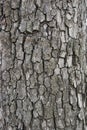 Old wood bark texture background with cracks for design Royalty Free Stock Photo