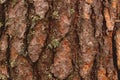 Old wood bark texture or background. Red pine tree