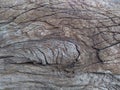 Old wood bark texture. Background, wallpaper. Royalty Free Stock Photo