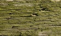 old wood covered with green moss Royalty Free Stock Photo