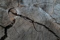 Old wood cut. Old wood cut texture. Texture, background. Dark cracks in the stump. Close-up Royalty Free Stock Photo