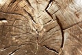 Old wood cut texture Royalty Free Stock Photo