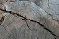 Old wood cut. Old wood cut texture. Texture, background. Dark cracks in the stump. Close-up Royalty Free Stock Photo