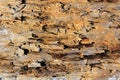 Old wood damaged by borer