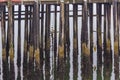 Old Wood Dock and Reflection