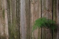 Old Wood Fence with Mold and A Fern Growing in IT