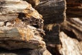 Old wood firewood background