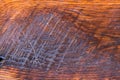 Old Wood Flooring Texture Royalty Free Stock Photo
