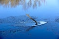 Old wood in frozen water