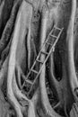 Old wood ladder with banyan roots background, stairway to heaven