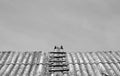 Old wood ladder on top of house roof. Black and white Royalty Free Stock Photo