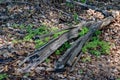 Old wood log in the deciduous forest. Wood used for heating in the oven Royalty Free Stock Photo