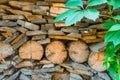 Old wood, overgrown with ivy. Textured background Royalty Free Stock Photo